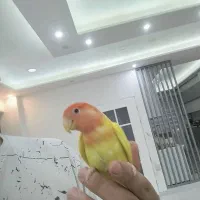 برزیلی فول رام