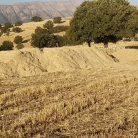 فروش کاه گندم دیم