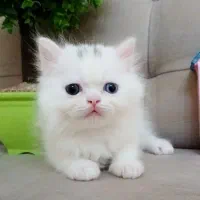 گربه پرشین|گربه|رشت, چمارسرا|دیوار