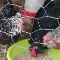 تخم نطفه دار مرغ گلین