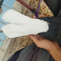 4 تا کبوتر آنتیک