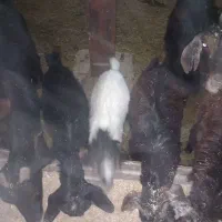 بزفروشی|حیوانات مزرعه|بجنورد, |دیوار