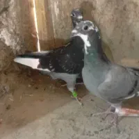 کفتر فروشی چهار تا جوجه نر سرکله دار ابلغ