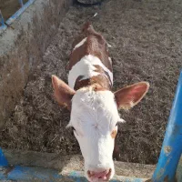 گوساله شیری ماده قرمز