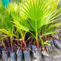 نهال پالم واشنگتن تنه قرمز