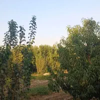 باغ  درختان میوه و زمین کشاورزی|فروش زمین و ملک کلنگی|باغستان, |دیوار