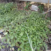 نشا گوجه فرنگی رقم بدرو