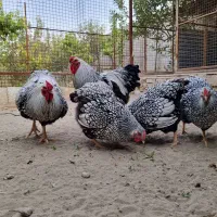 جوجه ویاندوت (مرغ و خروس فروش ندارم فقط جوجه)|حیوانات مزرعه|تهران, چیتگر جنوبی|دیوار