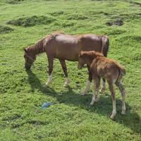 نقره شکسته خام