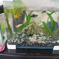 یک جفت ماهی مولی وگوپی وکفخوار|ماهی|اصفهان, شهریار|دیوار