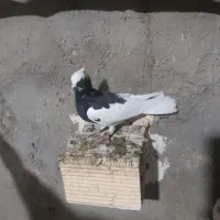 کبوتر|پرنده|کارزان, |دیوار