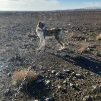 توله سگ خراسانی