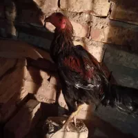 حراج خروس لاری و مرغ|حراج|زابل, |دیوار