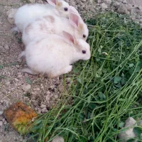 خرگوش دستی|موش و خرگوش|شاهینشهر, گرگاب|دیوار