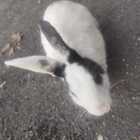 خرگوش|موش و خرگوش|خرمآباد, |دیوار