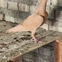 ماده رنگی ودورگ|پرنده|کارون, |دیوار