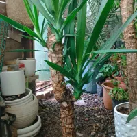 گل‌های زیبا واسه مامانای خوشگلمون