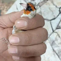 سهره جفتی سهره