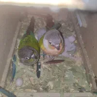 گرینچیک طوطی|پرنده|قم, پردیسان|دیوار