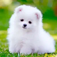 سگ نیست مخصوص خانم هایی که حیوان خانگی دوس دارن