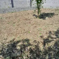 علف زنی وچمن زنی بخصوص  پیربازارنوخاله خمام رشت|خدمات باغبانی و درختکاری|رشت, فخب|دیوار