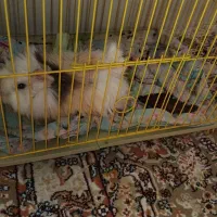 خوکچه هندی|موش و خرگوش|شیراز, شهرک مهرگان|دیوار