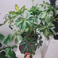 فروش چند گلدان شیک و بزرگ مناسب خانه و محل کار|گل و گیاه طبیعی|خواف, |دیوار