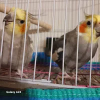 یک جفت عروس هلندی مولد بالغ سخنگو همراه با قفس|پرنده|لنگرود, |دیوار