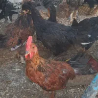 جوجه ۵ ماهه|حیوانات مزرعه|قم, نیروگاه|دیوار
