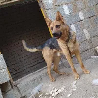 سگ ژرمن شپرد نر دوساله