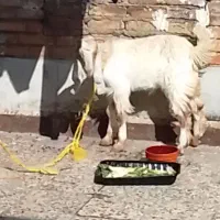 کوت عبدالله