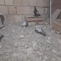 سیینه ای پاپر بلند|پرنده|چادگان, |دیوار