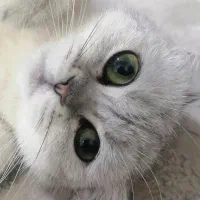 گربه بریتیش رنگ خاص سفید نقره ای