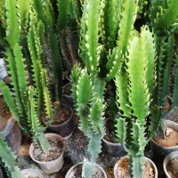 افوربیا اره ای