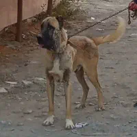 واگذاری سگ سرابی اصیل خوشتیپ|سگ|محمدشهر, محمدشهر|دیوار