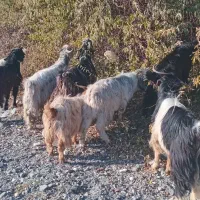 گوسفند بزغاله