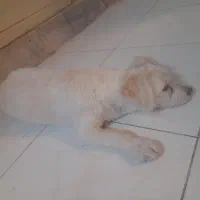 واگذاری|سگ|اصفهان, اشکاوند|دیوار