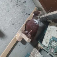 ککلیی الابوغاز  نر