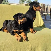 توله های بانمک گلدن و ژرمن و دوبرمن طبق عکس|سگ|قدس, شهرک فرزان|دیوار