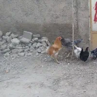 خروس گلین چهل تاج