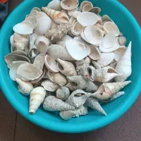 صدف دریایی