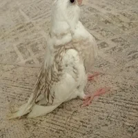 جوجه عروس هلندی