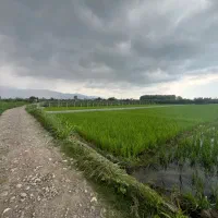 شالیزار 2800 متر مکانیزه سند تک برگ