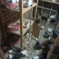 کبوتر دوم سفید