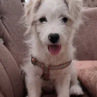 واگذاری سگ ۶ ماهه|سگ|اصفهان, دشتستان|دیوار