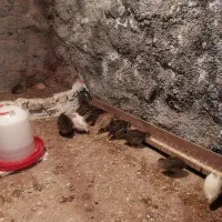 بلدرچین گوشتی|حیوانات مزرعه|کوهدشت, |دیوار