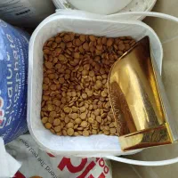 غذای خشک سگ و گربه