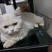 دوعدد گربه پشمی نر و ماده