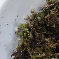 بچه حلزون|خزنده|تهران, مشیریه|دیوار