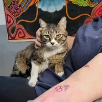 پانسیون خونگی گربه وسگ میشل با قیمت باور نکردنی